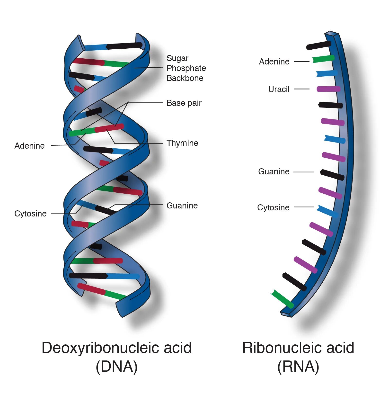 Днк какая форма. Структура ДНК. Строение ДНК рисунок. Схема строения ДНК. Молекула ДНК.