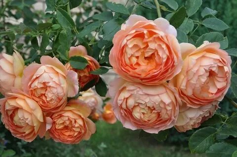 English rose's