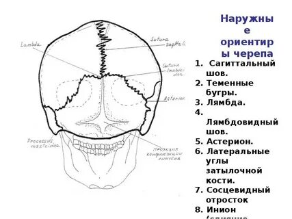 Тесты кости черепа