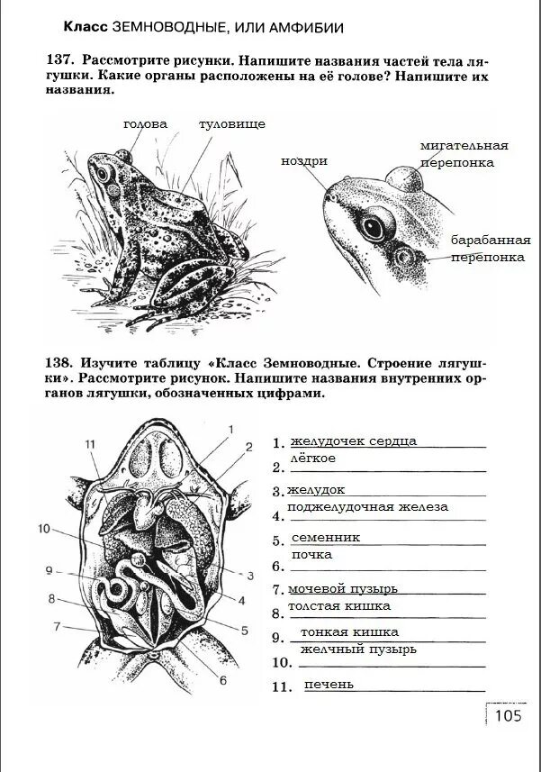 Задания по биологии 7 класс Сонин Сонина. Проверочная работа по биологии 7 класс амфибии. Задание по земноводным 7 класс. Класс амфибии 7 класс биология. Земноводные контрольная работа 7 класс с ответами