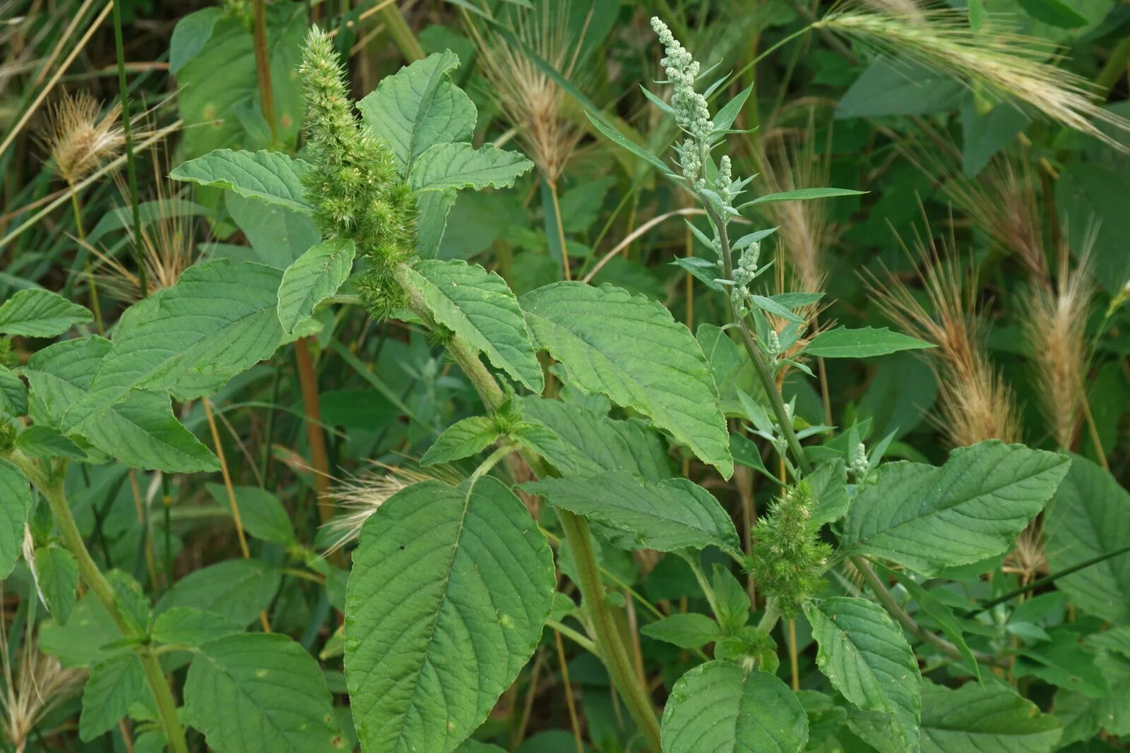 Яровые сорняки. Amaranthus retroflexus. Лебеда. Лебеда и Марь. Марь амброзиевидная.