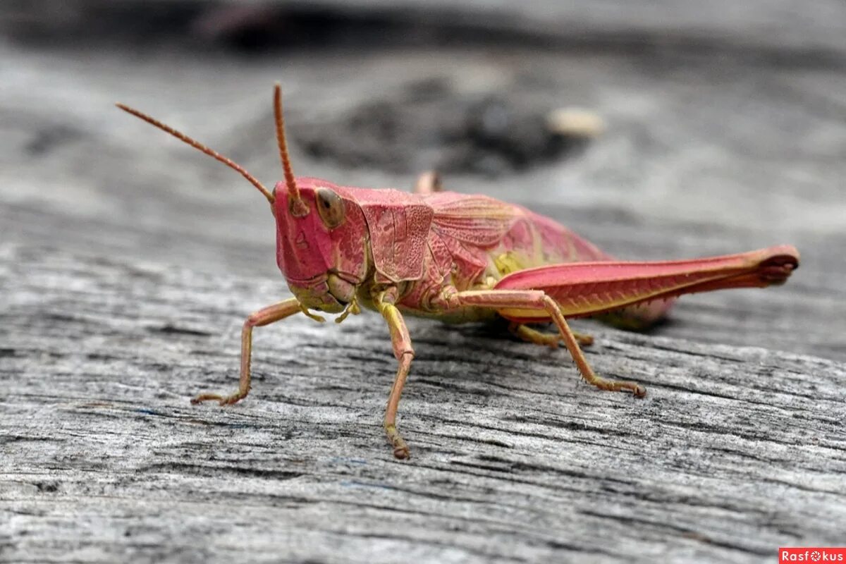 сверчок обыкновенный насекомое. сверчок домовый. рыжий кузнечик. сверчок домовый. 8.