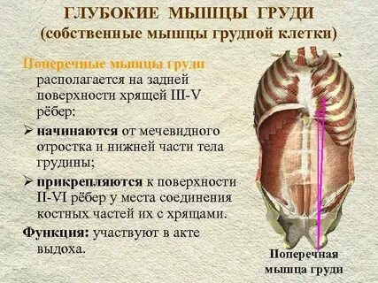 Собственно мышечные