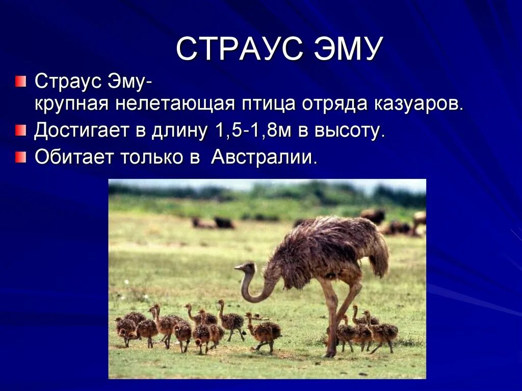Мир животных презентация 5 класс. Страус эму. страус презентация. страус эму в австралии. эму животное.