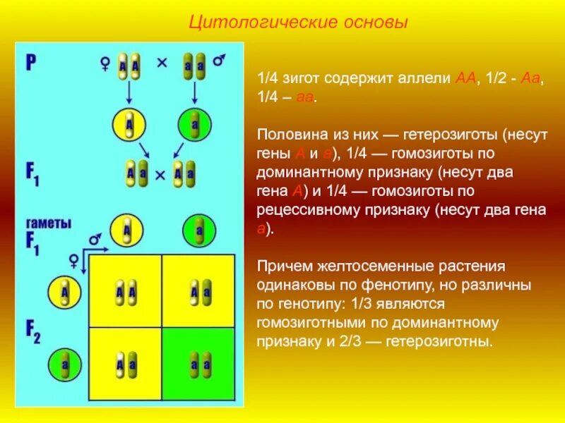 Цитологические основы законов Менделя. Цитологические основы первого и второго законов Менделя. Цитологические основы первого закона Менделя. Цитологические основы Менделя.