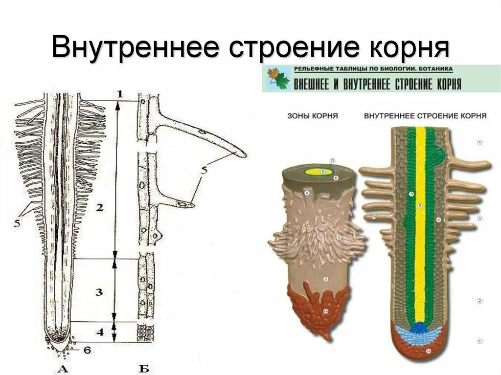 Каково строение корня. Строение корня зоны корня 6 класс биология. Микроскопическое строение корня биология 6 класс. Внутреннее строение корня 7 класс биология. Внутреннее строение корня 6 класс биология.