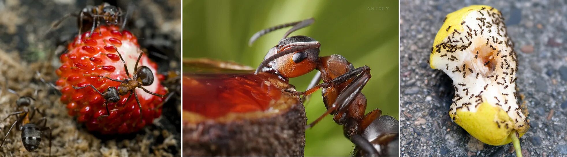 Можно ли есть муравьев