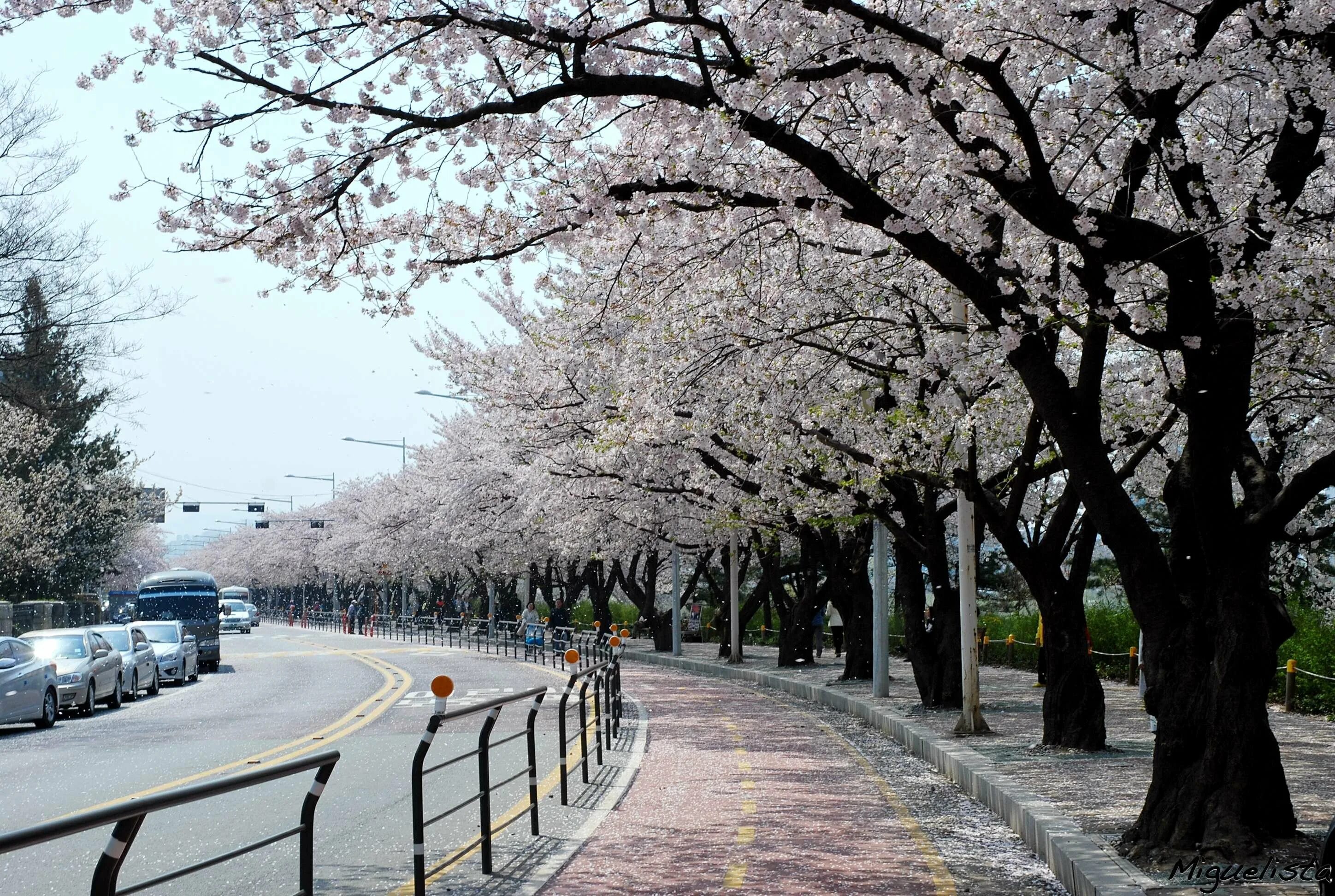 Сеул Южная Корея Сакура. Корея черри блоссом. Сеул Южная Корея Cherry Blossom. Сакура Южная Сеул.