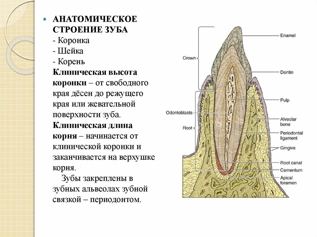 Анатомическое строение зуба гистология. Гистология зуба строение зуба. Строение твердых тканей зуба гистология. Дентин пульпа гистология. Развитие зубов у человека