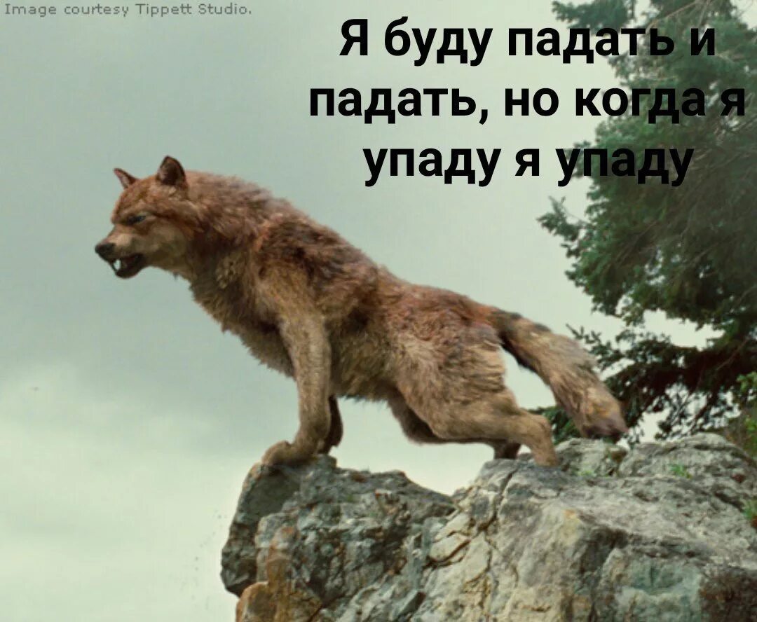 загнанный зверь 21 глава. волк ауф. загнанный зверь 21 глава. загнанный зверь 21 глава. читать загнанный зверь.