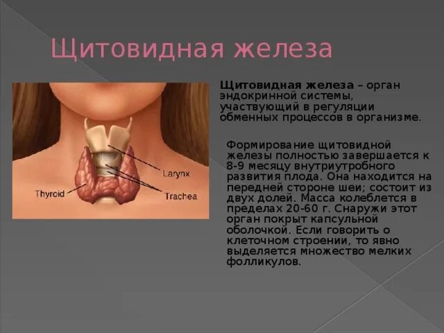 В какую систему входит щитовидная железа