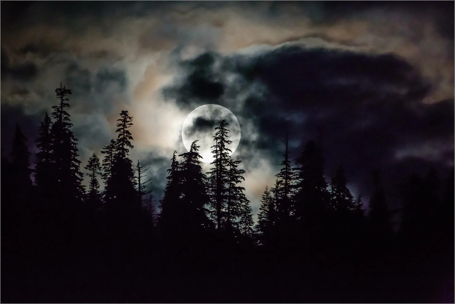 Ночной лес. «Ночь в лесу». Ночной лес с луной. Темный лес с луной. Сквозь лес и дым геншин