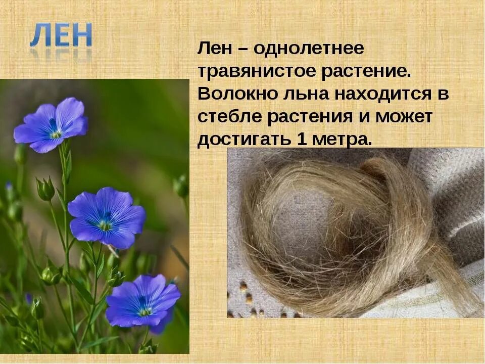 Где используют лен