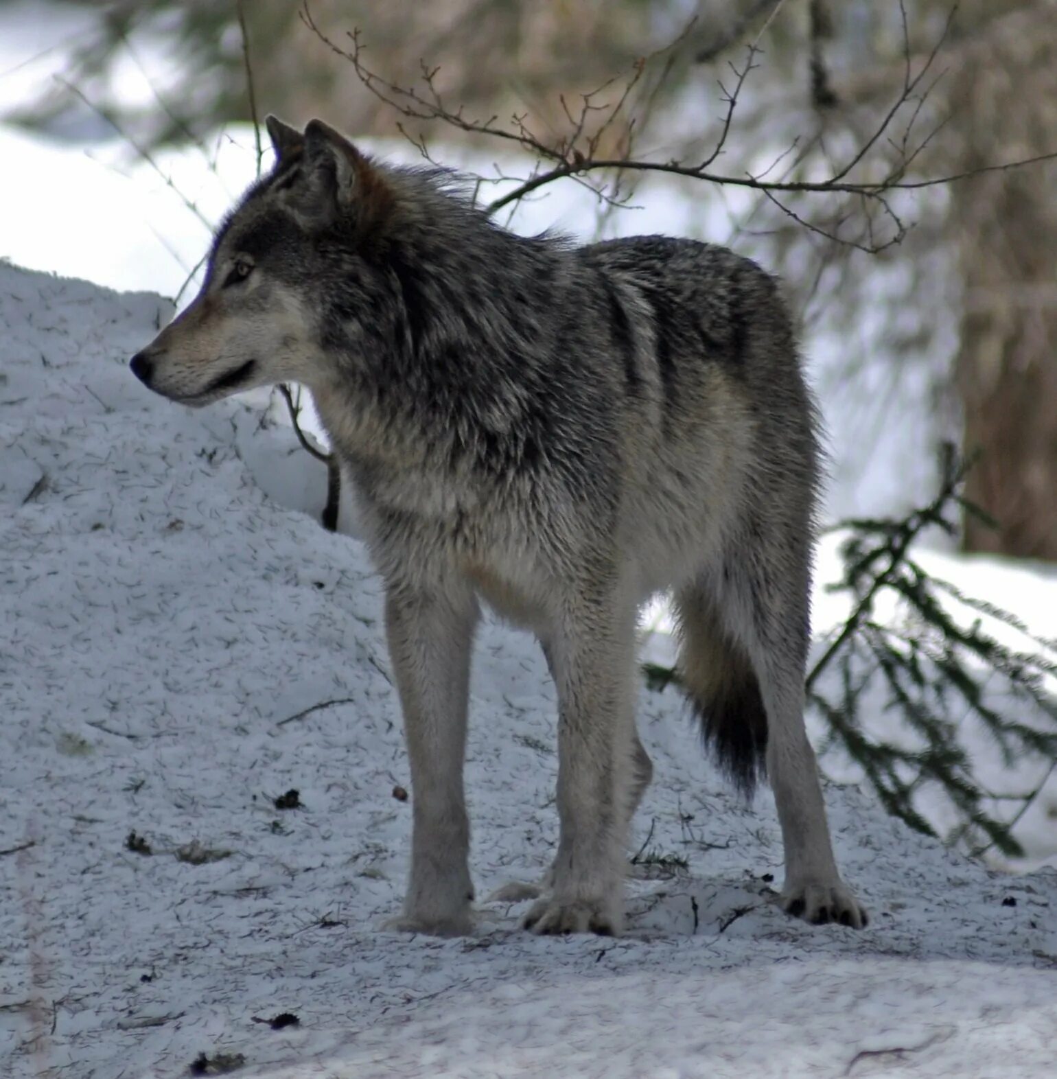Зимний волк 56. Canis lupus occidentalis. северо западный волк. 2 волка. волк 2д.