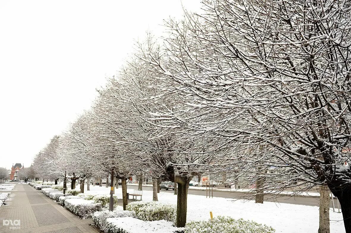 Выпал снег в феврале. Снег в Краснодаре. Зима в Краснодаре. Зима в Краснодарском крае.