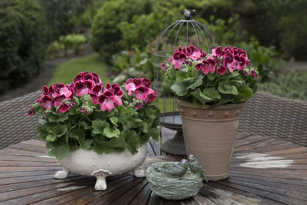 Пеларгония Королевская грандифлора. Пеларгония Королевская Regal Pelargonium. Пеларгония Королевская Элеганс Тони. Пеларгония Королевская в вазоне. Лунный для герани