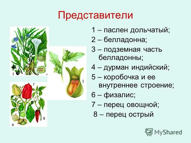 Представители семейства пасленовых 4 класс. Представители пасленовых растений. Перец семейство пасленовых. Паслёновые растения представители семейства.