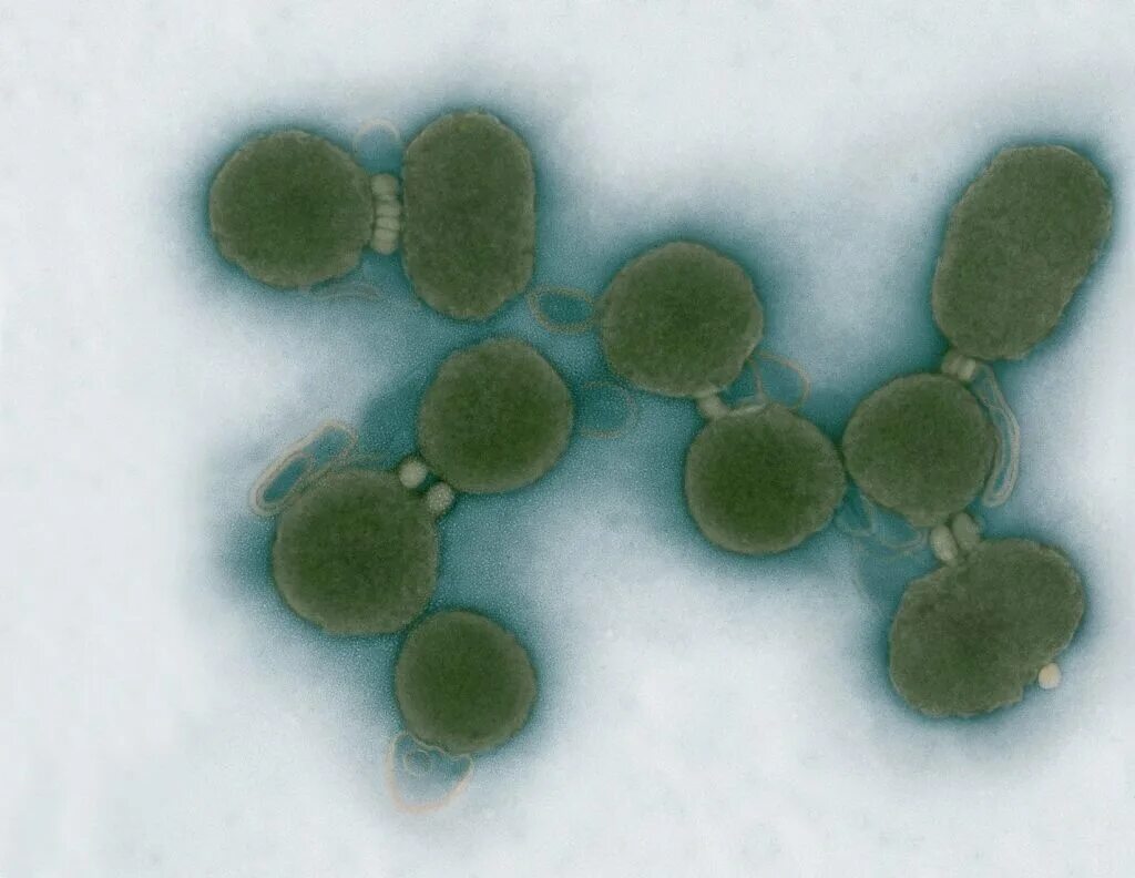 Синтетическая бактериальная клетка синтия. Искусственно созданные бактерии. Ген кишечной палочки. Mycoplasma laboratorium синтия. Искусственная бактерия синтия.