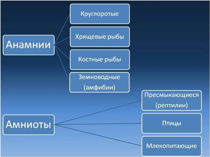 Оболочки анамний. Анамнии. анамнии и амниоты. анамнии строение. отличия анамний и амниот.