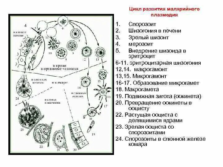 Стадии жизненного цикла малярийного плазмодия. Схема размножения малярийного плазмодия. Стадии цикла развития малярийного плазмодия. Жизненный цикл малярийного плазмодия схема. Малярия цикл развития малярийного плазмодия