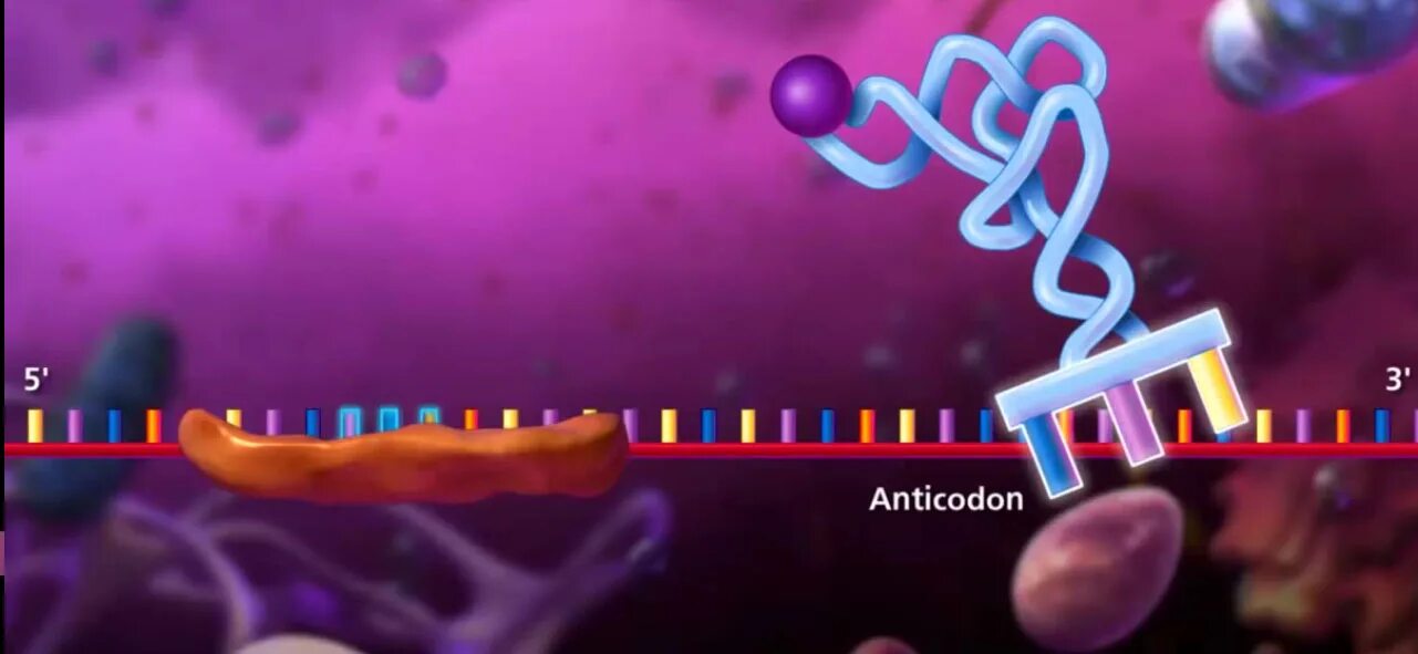 Соединение трнк с аминокислотой. ДНК анимация. ДНК gif. ДНК гифка. Синтез белка анимация.