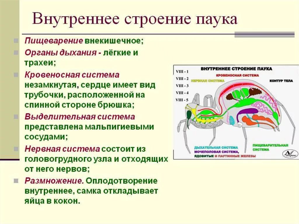 Кровеносное строение паукообразных. Особенности внутреннего строения паукообразных. класс паукообразные системы органов. системы органов паукообразные 7 класс. особенности строения пищеварительной системы паукообразных.