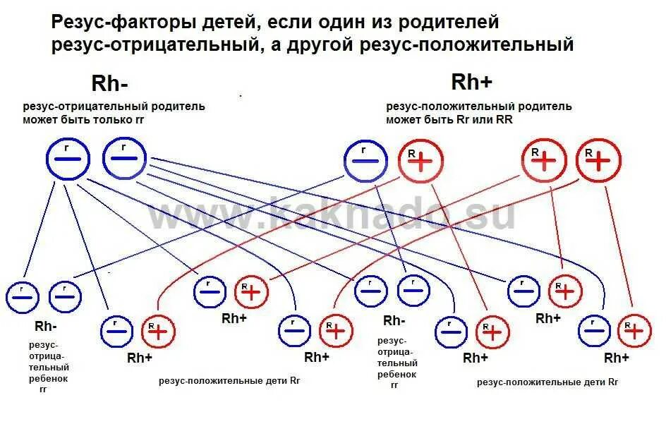 Какую группу дает 1 и 4