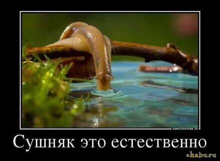 Сушняк это