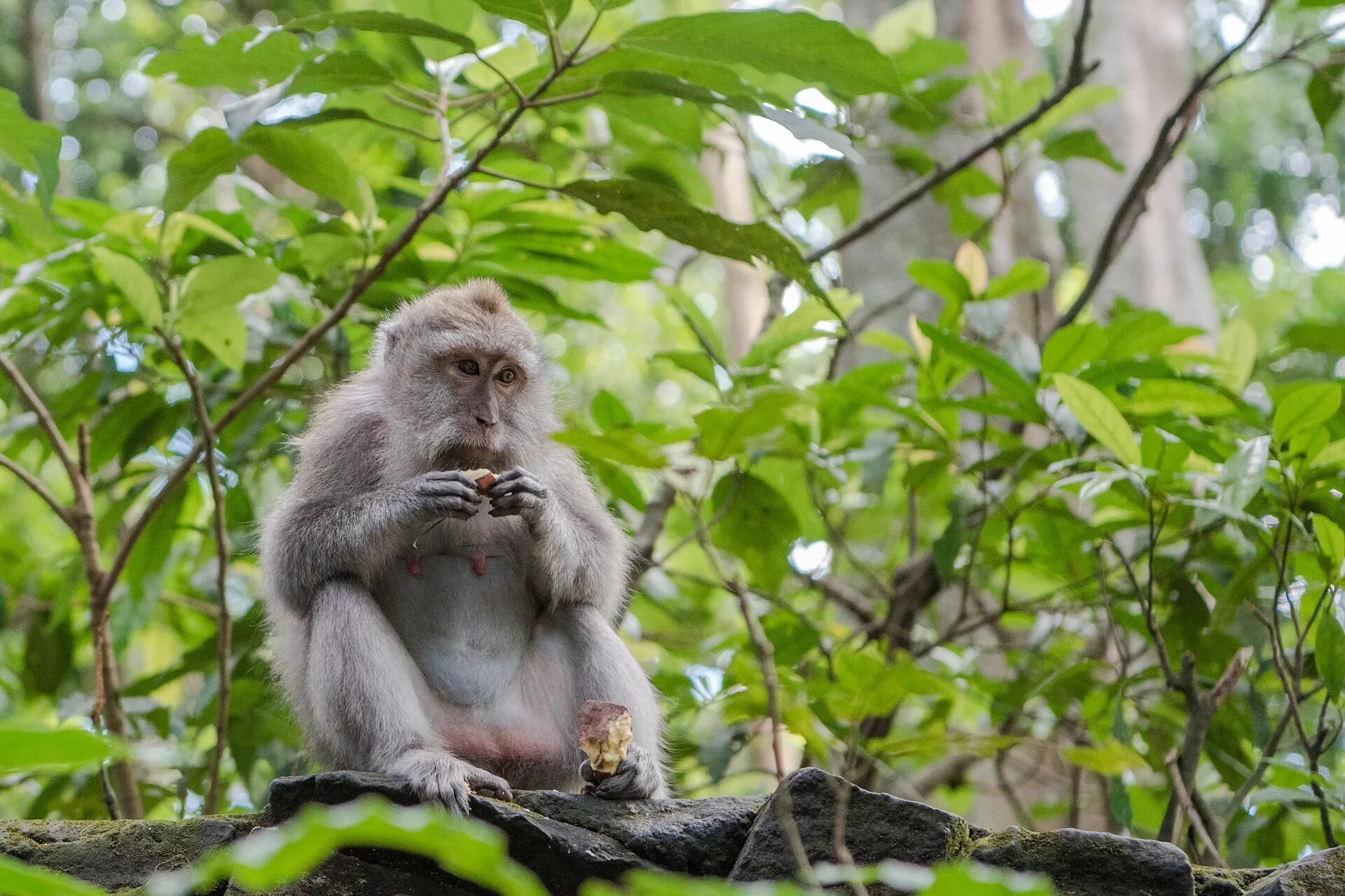 Обитание обезьян. Джунгли Африки шимпанзе. Парк обезьян Бали. Лес обезьян в Убуде. Обезьяны в дикой природе.