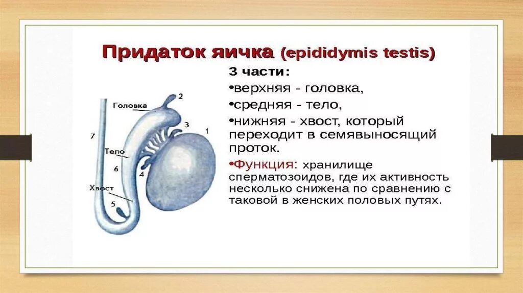 В каком яичке находится семя