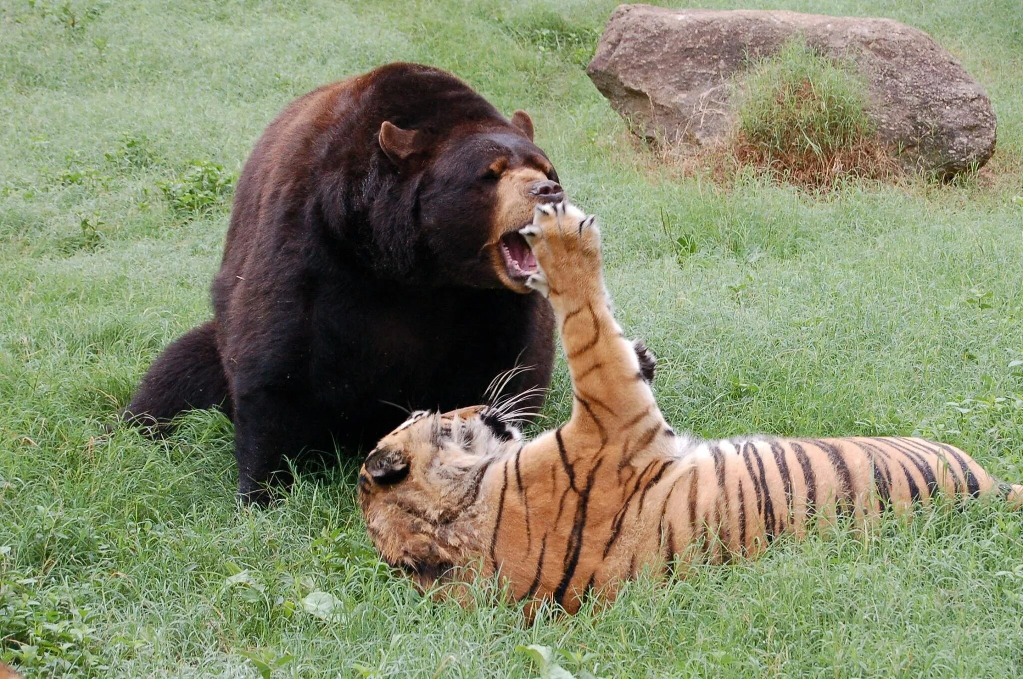 Домашние против диких животных. Амурский тигр против медведя. Медведь Гризли против тигра. Уссурийский тигр против Уссурийского медведя. Бурый медведь против тигра.