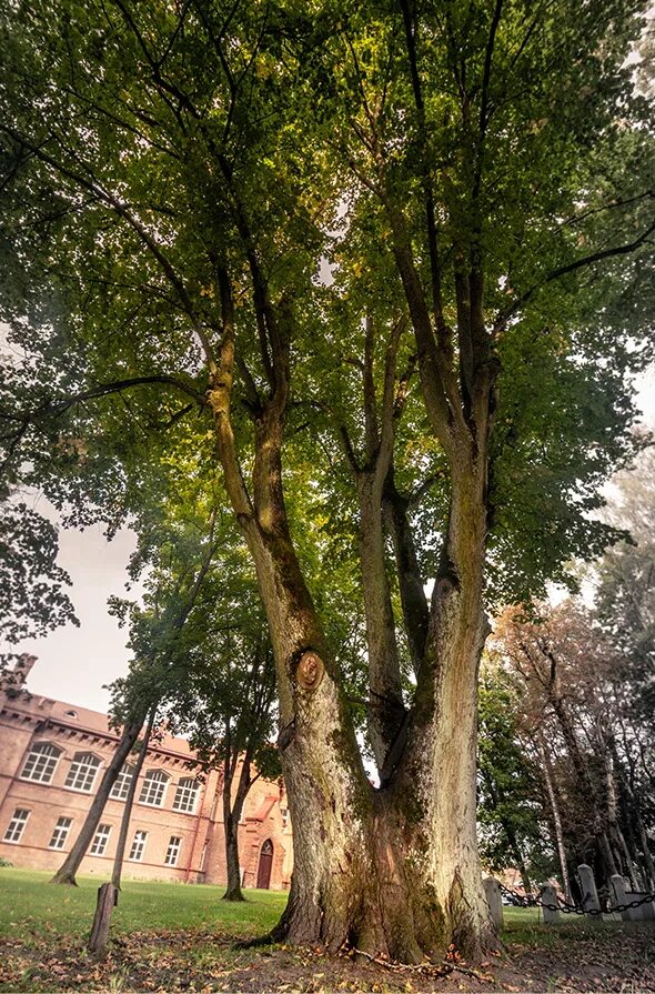 европейские деревья. дуб майор в шервудском лесу. деревья европы. улица с деревьями. деревья европы.