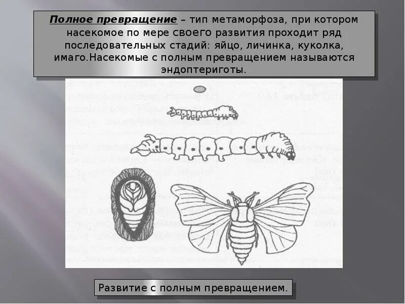 Какой тип метаморфозы. Типы личинок насекомых с полным превращением. типы личинок с полным превращением. типы личинок и куколок насекомых. типы метаморфозов.