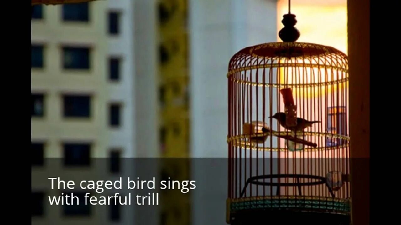 Keep me from the cages. The Bird Cage Урван. The Bird in the Cage ответы. I know the Caged Bird Sings. Birds in Cage in Ghana.