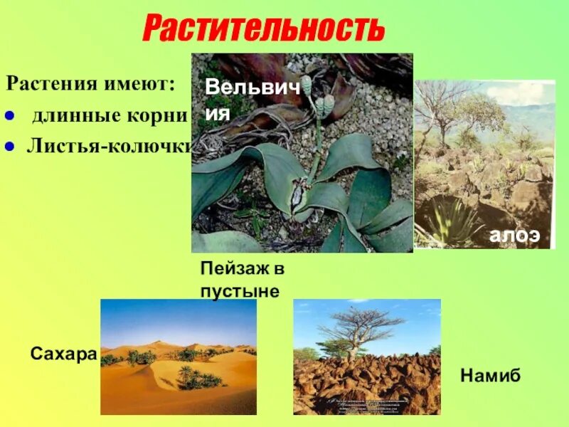 Длинные корни какая природная зона. Растения имеют длинные корни. Растительный мир Африки 7 класс география. Растения Африки 7 класс география. Растительность Африки 7 класс география.