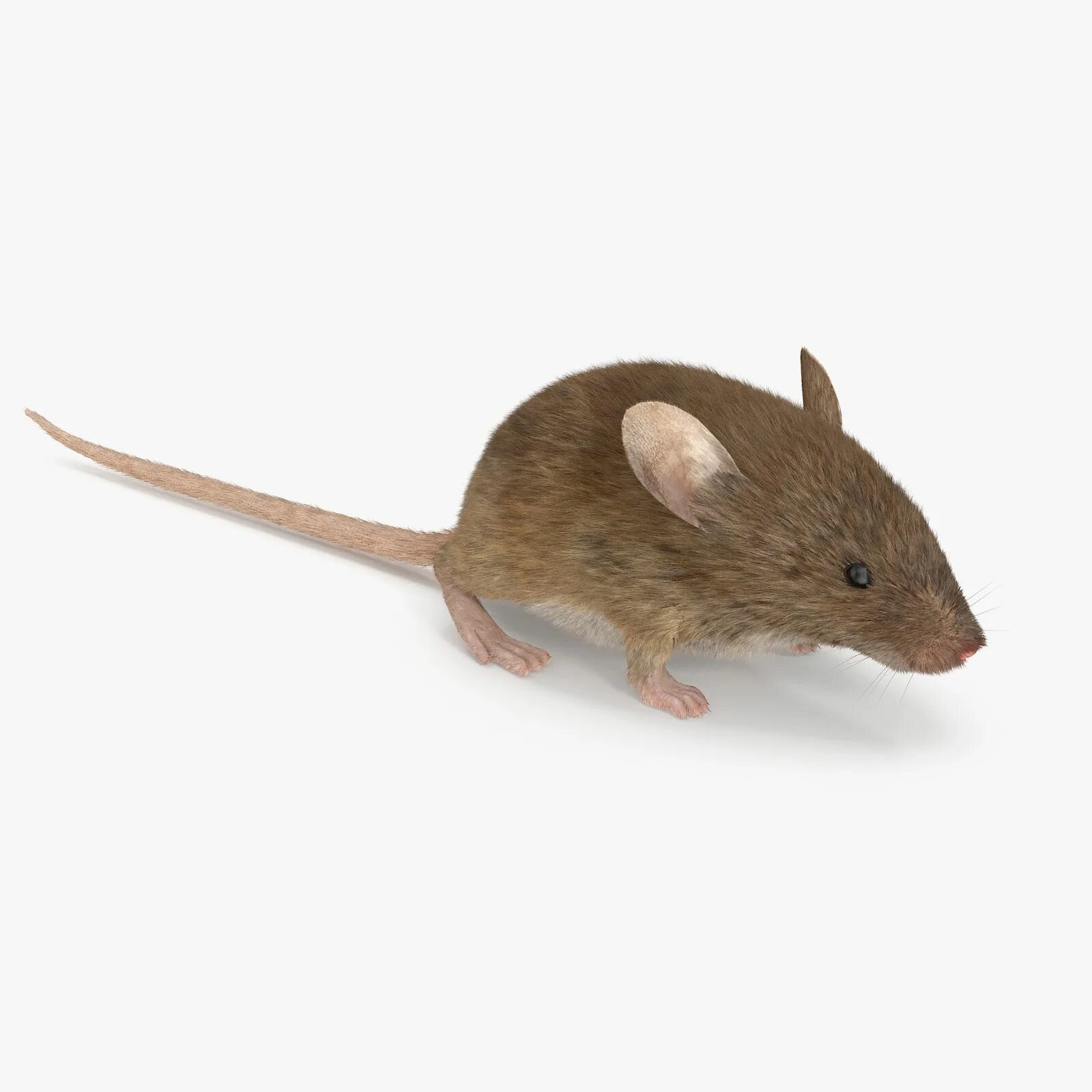 Коричневая мышь. Коричневый мышонок. Мышь Живая коричневая. Мышь коричневого цвета.