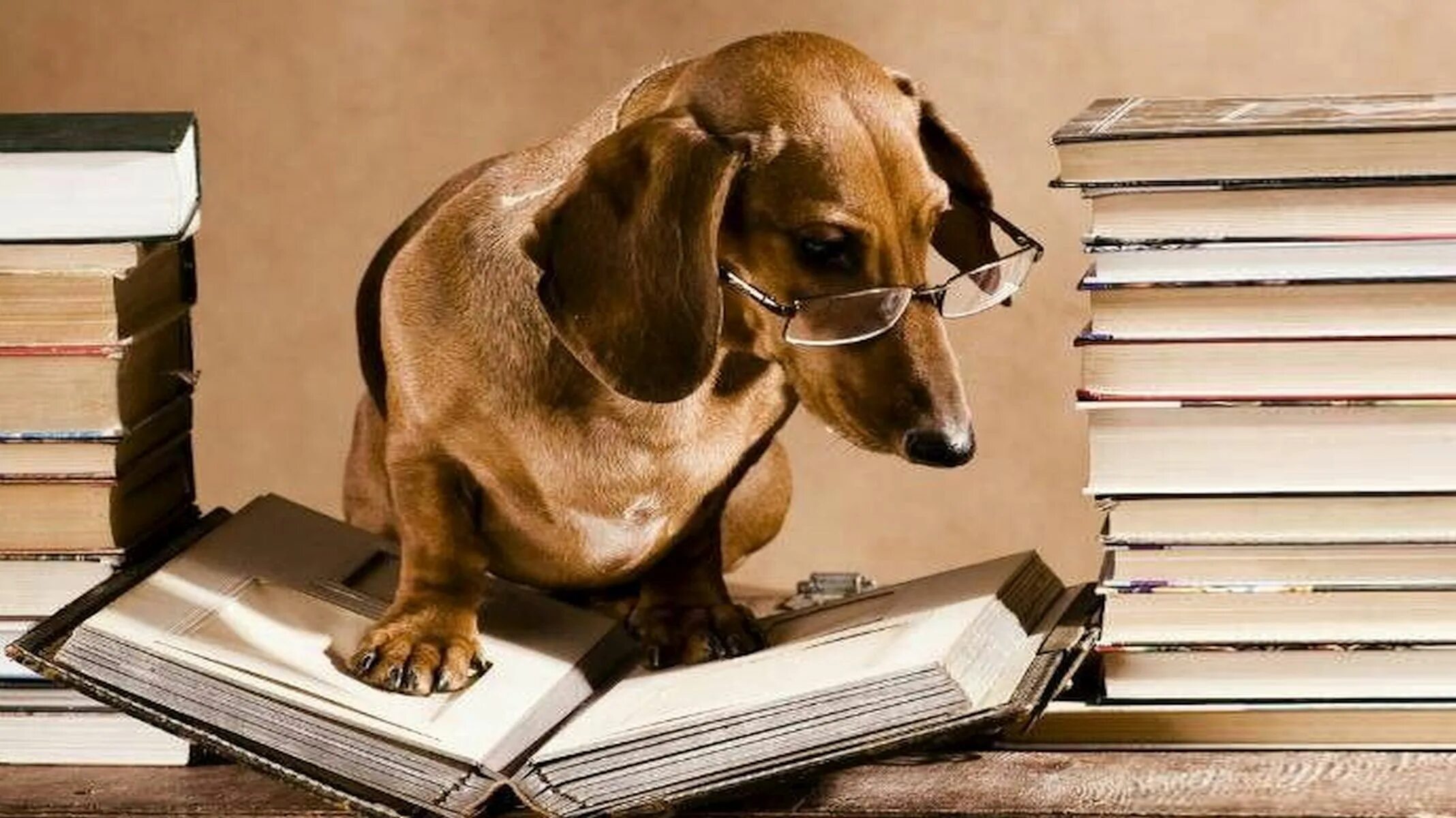 Учительница собака. Книга животные. Собака в библиотеке. Собака с книжкой. Животное с книгой.
