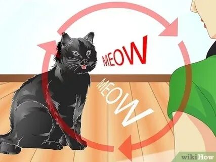 Учи кошки