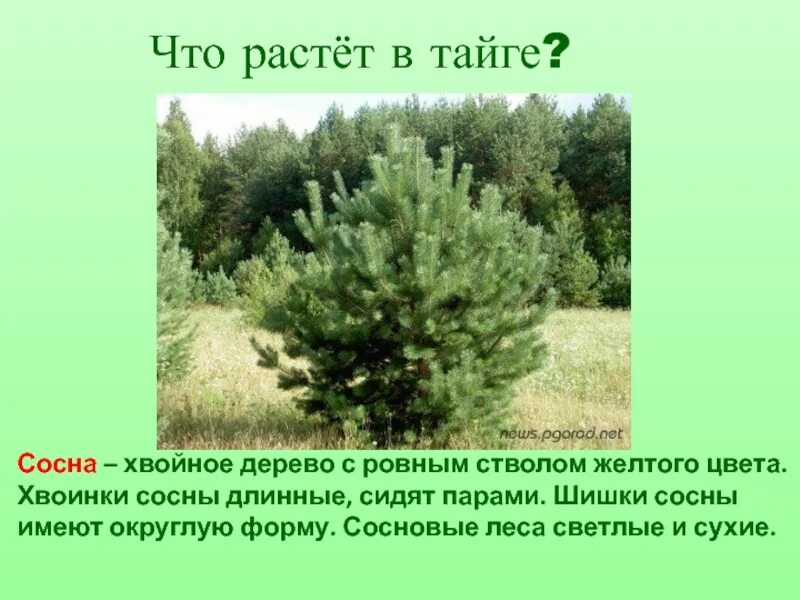 В этой природной зоне преобладают хвойные. Хвойные деревья растущие в тайге. Хвойные деревья которые растут в тайге. Тайге растут сосна. Интересные растения тайги.