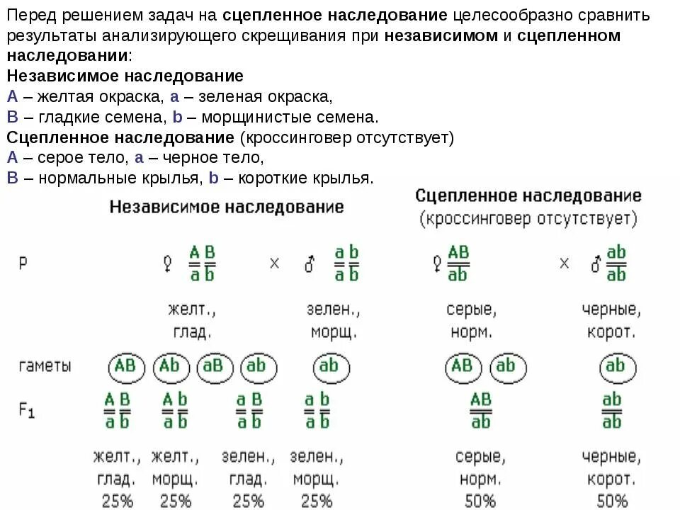 Задачи на сцепленное наследование егэ