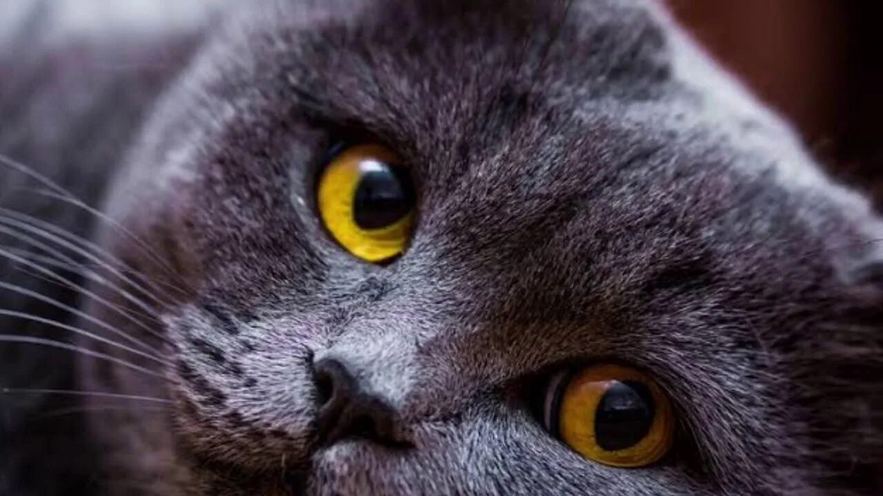Глаза кошки. Кошачий глаз. Пристальный кошачий взгляд. Задумчивый котик.