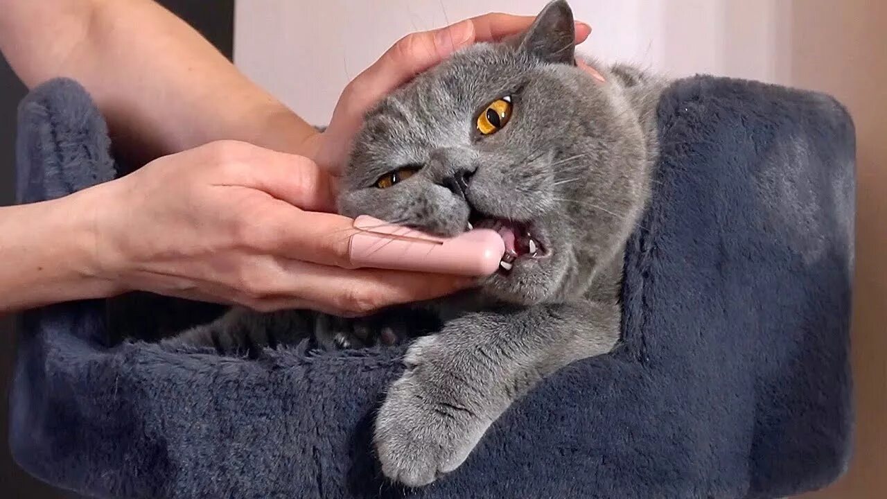 Зубы британцев. Здоровые зубы у кота британца.