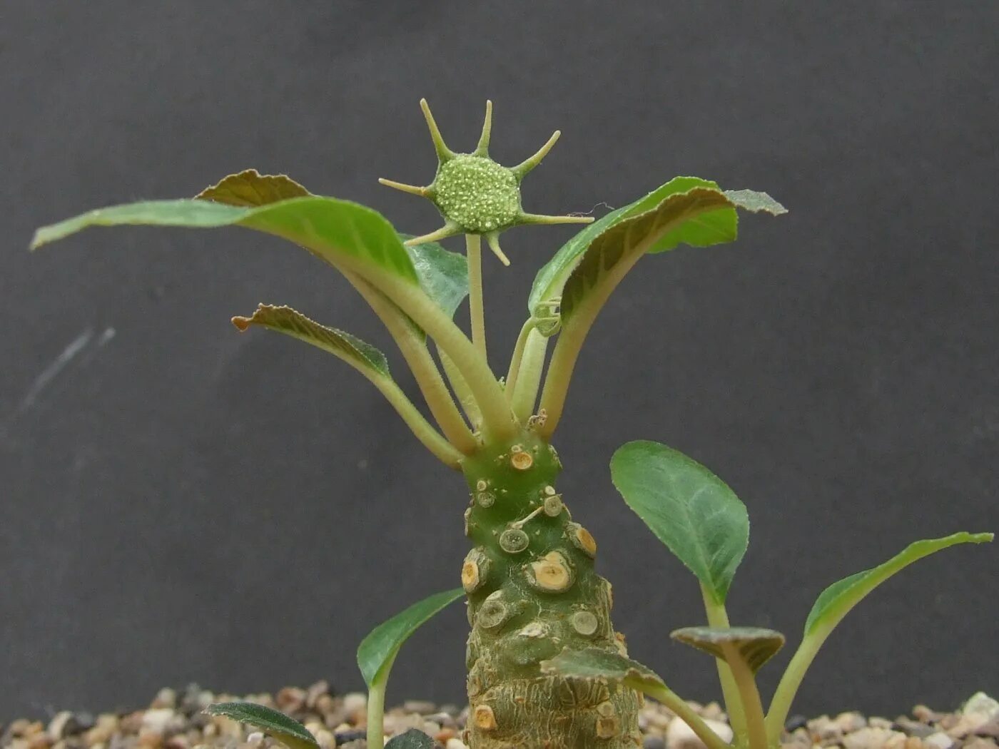 Дорстения. Дорстения Хильдебрандта. Dorstenia foetida. Суккулент Dorstenia foetida. Дорстения Лансифолия.