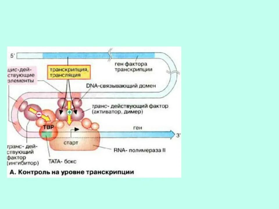 Энхансеры и регуляция транскрипции.. Цис-элементы транскрипции. Регуляция синтеза белка у эукариот. Индуктор транскрипции.