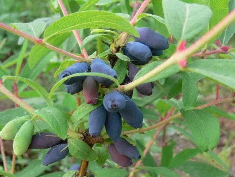 Жимолость морена. Blue banana жимолость. Какая жимолость самая крупная и сладкая. Жимолость бакчарский великан. Сорт жимолости бакчарский великан.