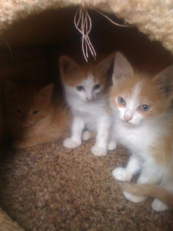 Трехшерстный котенок. Возьму котенка девочку. 5 месяца. Где взять котёнка бесплатно. Метис британской кошки рыжий с белым.