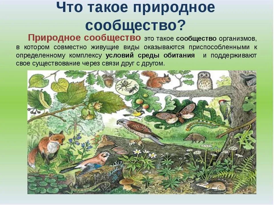 Организм обитающий на определенной территории