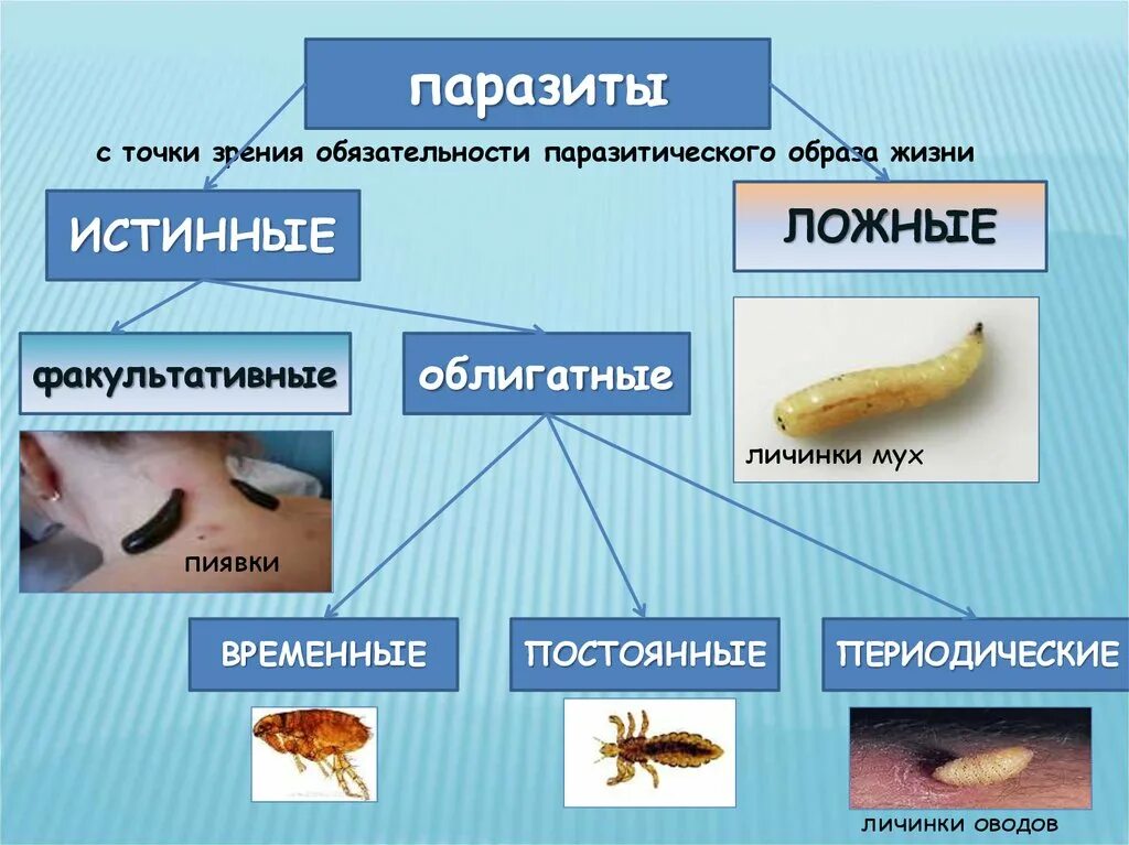 Чем наружные паразиты отличаются от. Факультативные паразиты. Периодические паразиты. Факультативный паразитизм. Факультативные паразиты человека.