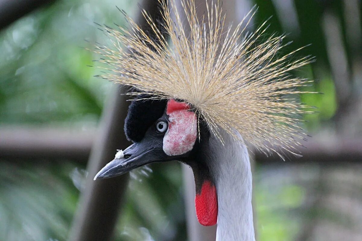 Птица венценосный журавль. Большая птица с хохолком на голове. Гоацин хохолок. Птица на длинных ногах с хохолком. Большая птица с хохолком на голове.