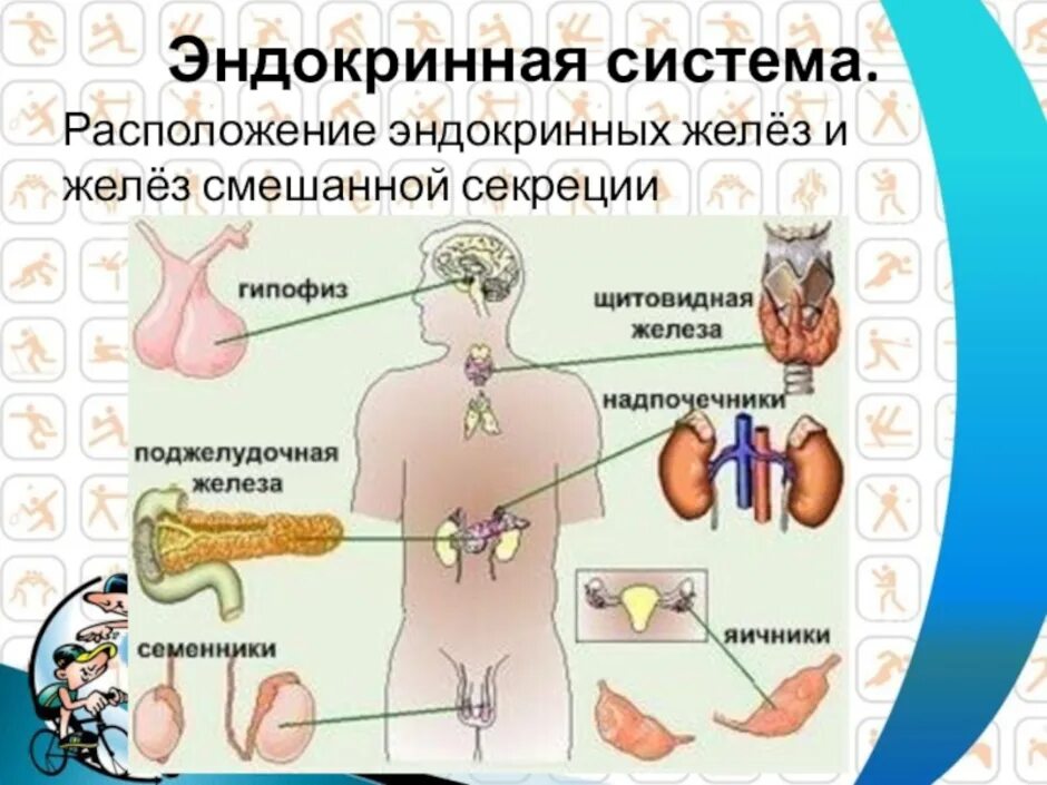 Эндокринология гормоны. .Система желез внутренней секреции. Функции. Схема желез эндокринной системы. Эндокринная система орган строение анатомия. Эндокринная система железы секреции.